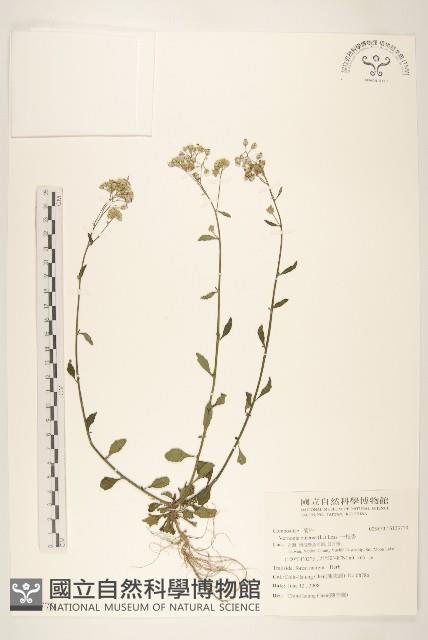 一枝香藏品圖，第1張