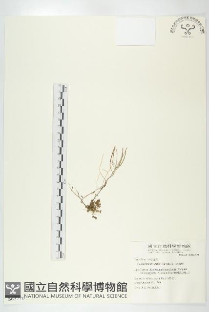 玉山筷子芥藏品圖，第1張