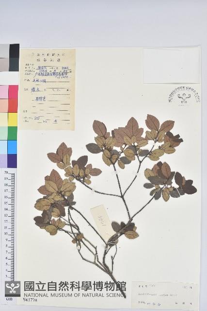 嶺南杜鵑藏品圖，第1張