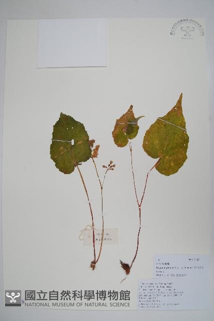 中華秋海棠藏品圖，第1張