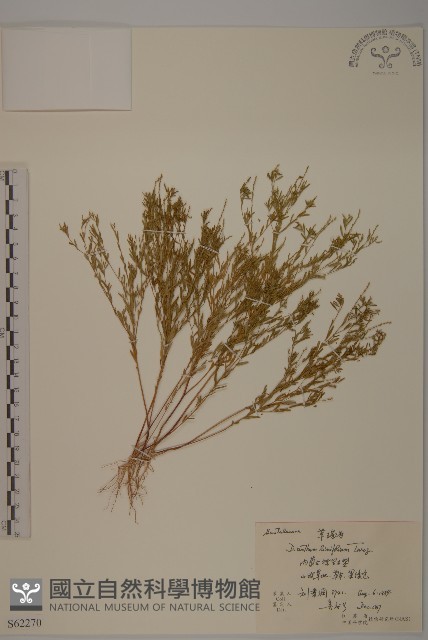 蔓茄、白英藏品圖，第1張