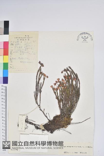 岩須藏品圖，第1張