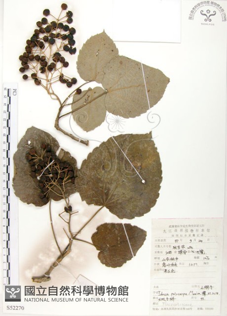 山桐子藏品圖，第1張