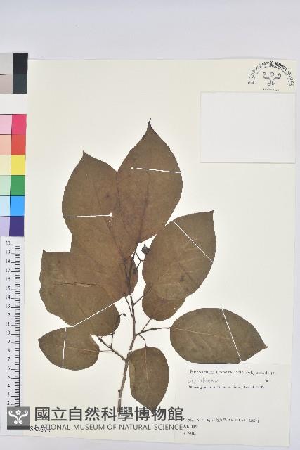 白木烏臼藏品圖，第1張