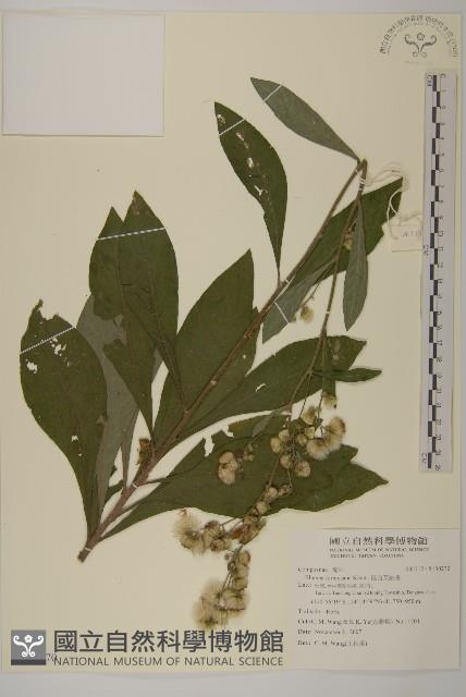 裡白艾納香藏品圖，第1張