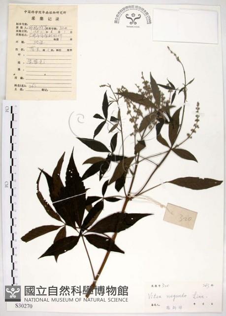 黃荊藏品圖，第1張