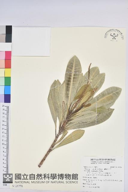 蘭嶼土沉香藏品圖，第1張