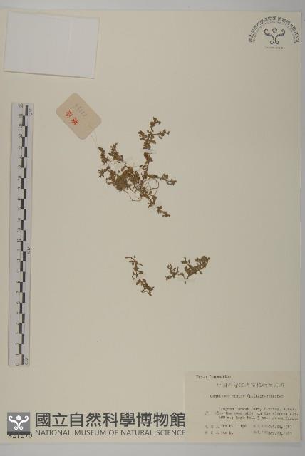 石胡荽、吐金草藏品圖，第1張