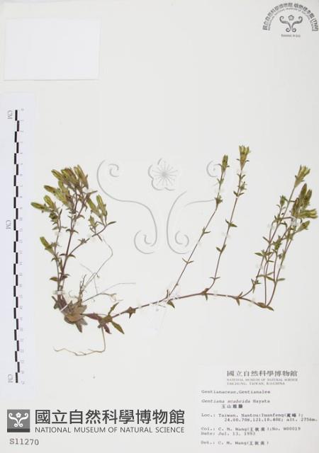 玉山龍膽藏品圖，第1張