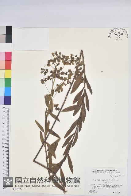 登錄號:S051270藏品圖，第1張