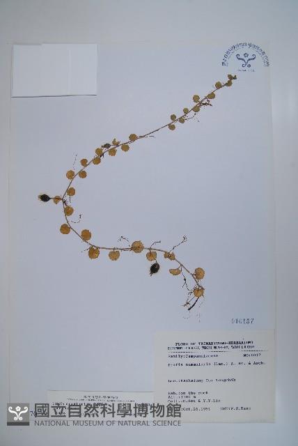 普刺特草藏品圖，第1張