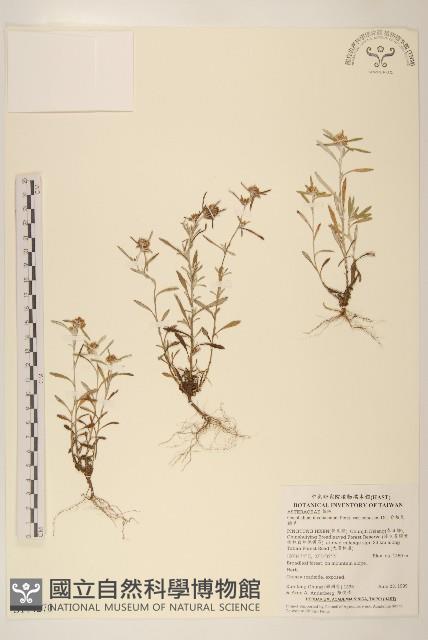 分枝鼠麴草藏品圖，第1張