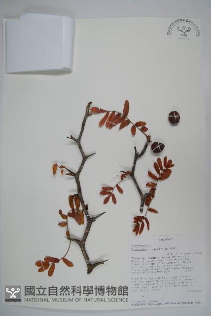 登錄號:S094270藏品圖，第1張