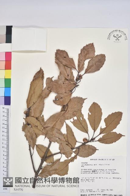 赤柯、赤椆、森氏櫟藏品圖，第1張