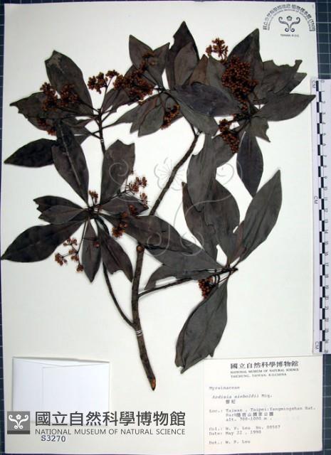 樹杞藏品圖，第1張