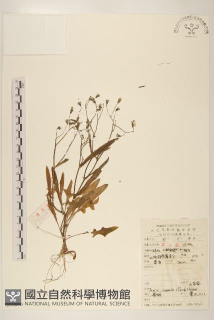 兔仔菜藏品圖，第1張