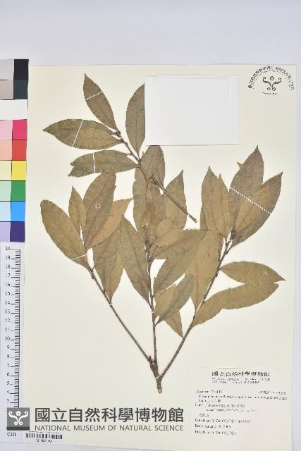 三斗石櫟藏品圖，第1張