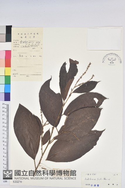黃毛五月茶藏品圖，第1張