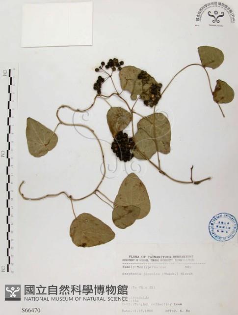 千金藤、金線吊烏龜藏品圖，第1張