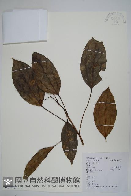 樹參藏品圖，第1張