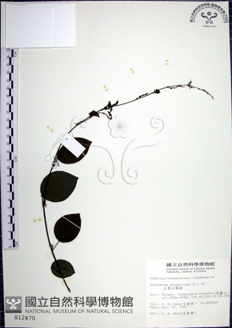 大葉山螞蝗藏品圖，第1張