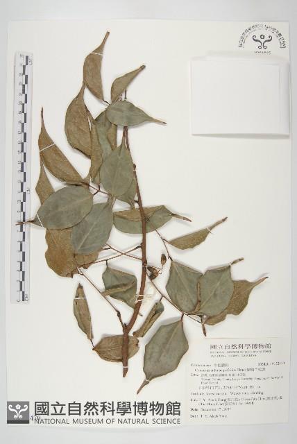 蘭嶼牛栓藤藏品圖，第1張