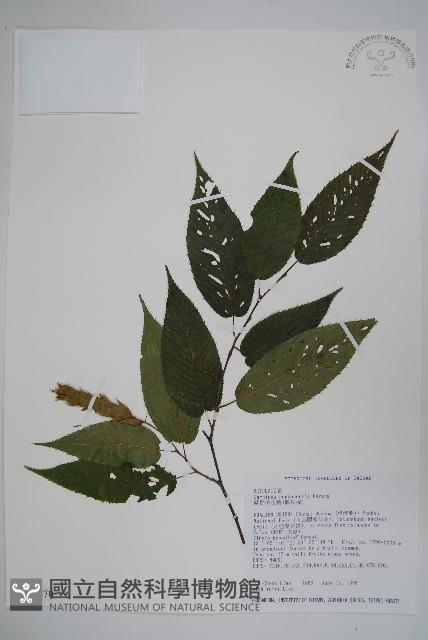 蘭邯千金榆藏品圖，第1張