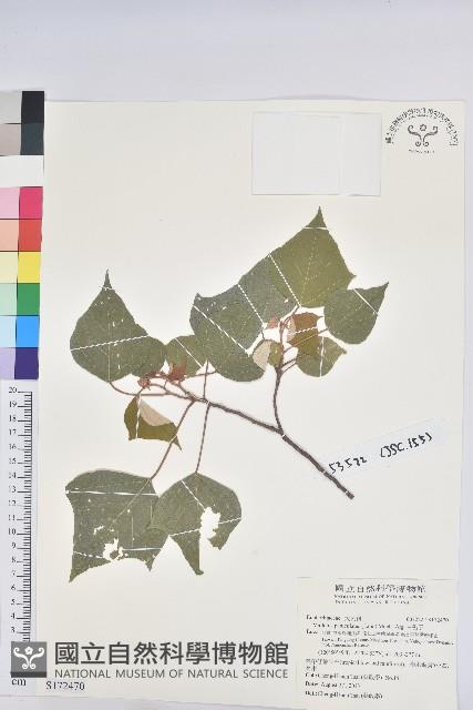 白匏子藏品圖，第1張