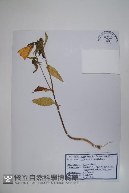 紫斑風鈴草藏品圖，第1張