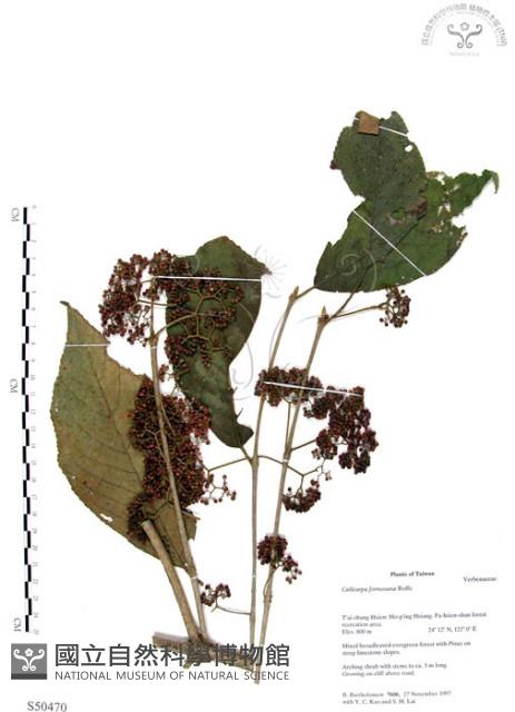 杜虹花，台灣紫珠藏品圖，第1張