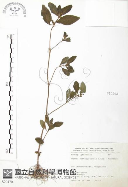 克非亞草藏品圖，第1張