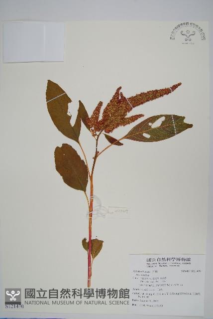 登錄號:S121470藏品圖，第1張