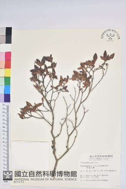 紅毛杜鵑藏品圖，第1張