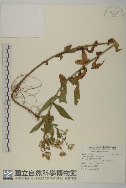 山白蘭藏品圖，第1張