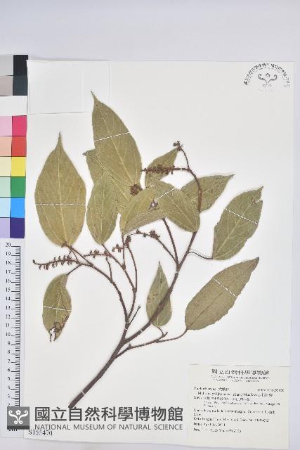 粗糠柴藏品圖，第1張