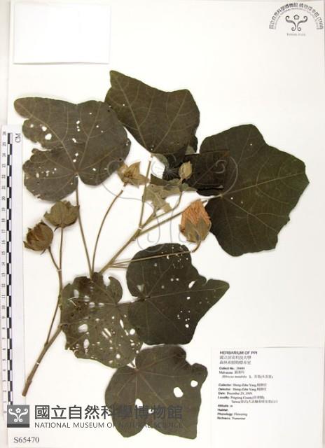 山芙蓉、臺灣山芙蓉、狗頭芙蓉藏品圖，第1張