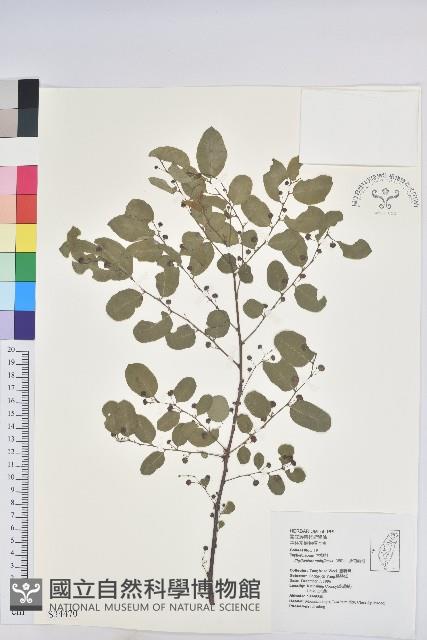 多花油柑、白仔藏品圖，第1張