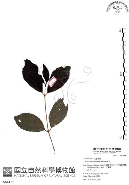 杜虹花，台灣紫珠藏品圖，第1張