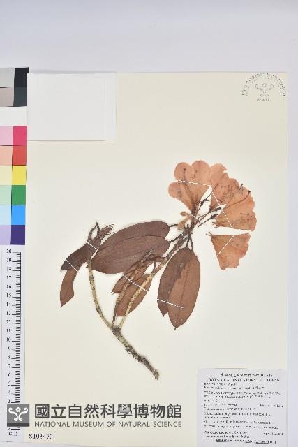 臺灣杜鵑藏品圖，第1張