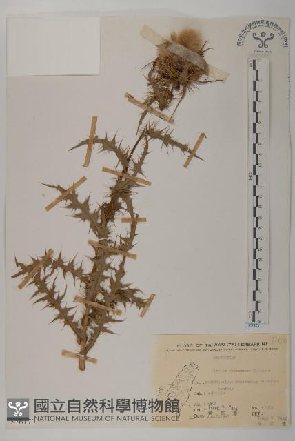 阿里山薊藏品圖，第1張