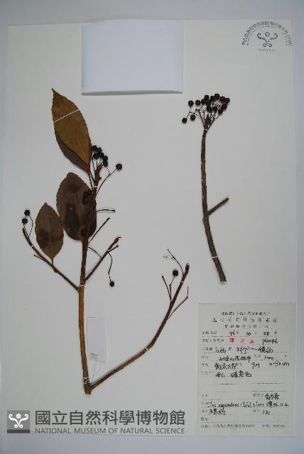 香冬青藏品圖，第1張