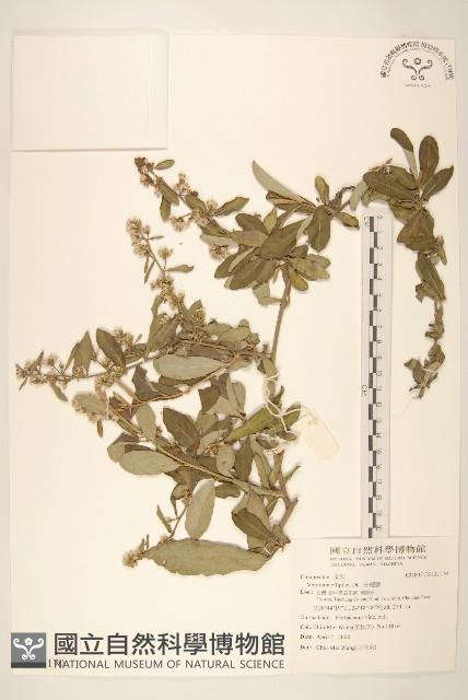 光耀藤藏品圖，第1張