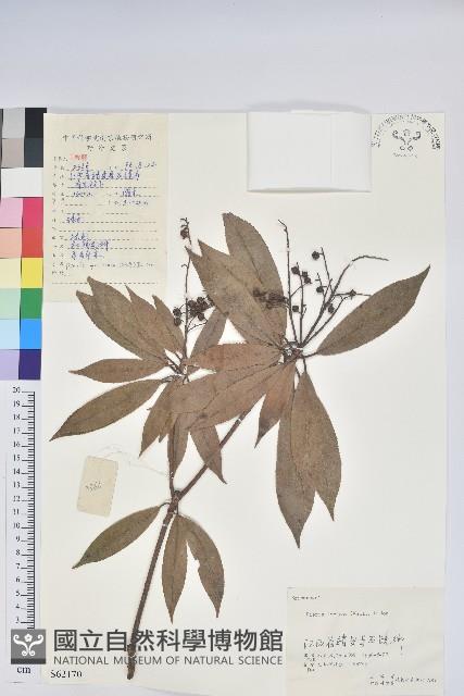 美麗馬醉木藏品圖，第1張