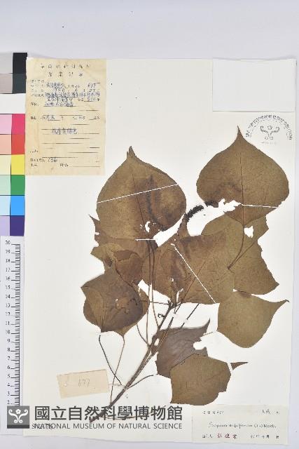 烏臼藏品圖，第1張