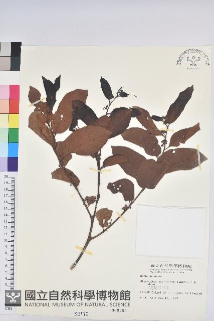 錫蘭饅頭果，香港饅頭果，大葉饅頭果，香港算盤子藏品圖，第1張