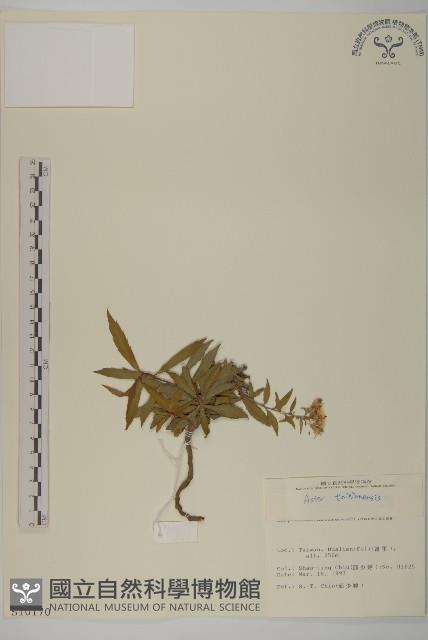 臺灣馬蘭藏品圖，第1張