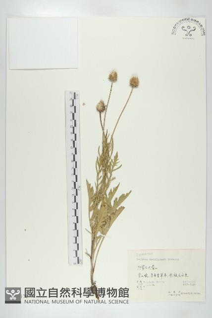 華北藍盆花藏品圖，第1張