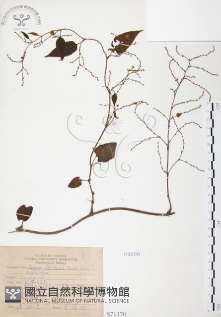 臺灣何首烏藏品圖，第1張