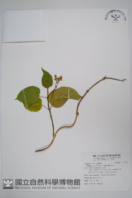 華他卡藤藏品圖，第1張