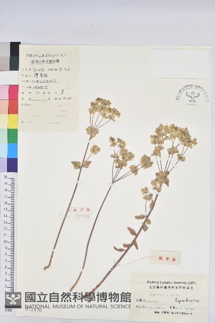 乳漿大戟藏品圖，第1張